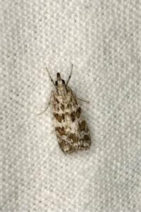 <i>Scoparia pyralella</i>
