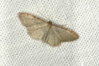 <i>Idaea fuscovenosa</i>