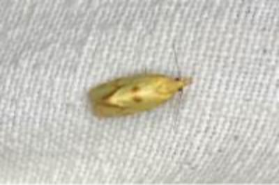 <i>Agapeta hamana</i>