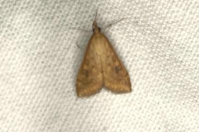 <i>Udea ferrugalis</i>