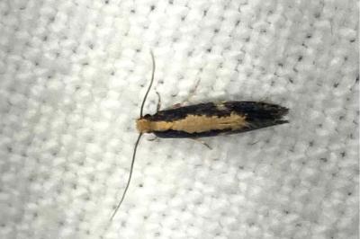 <i>Monopis obviella</i>