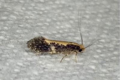 <i>Monopis obviella</i>