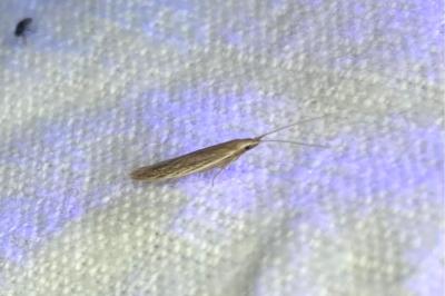<i>Coleophora</i>