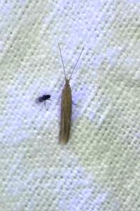 <i>Coleophora</i>