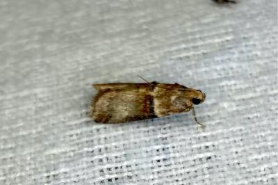 <i>Acrobasis tumidana</i>