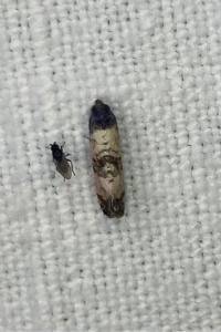 <i>Cochylis atricapitana</i>