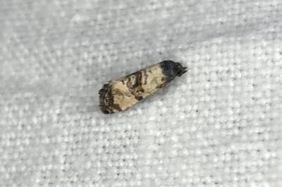 <i>Cochylis atricapitana</i>