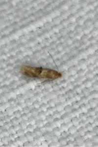 <i>Bucculatrix ulmella</i>