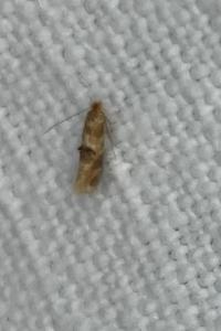 <i>Bucculatrix ulmella</i>
