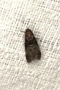 <i>Acrobasis advenella</i>