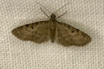 <i>Eupithecia virgaureata</i>