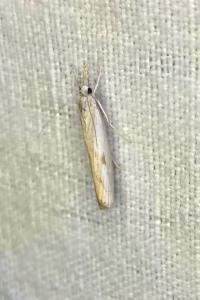 <i>Agriphila inquinatella</i>