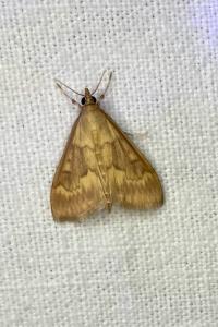 <i>Ostrinia nubilalis</i>