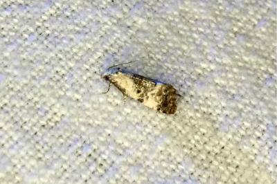 <i>Cochylis hybridella</i>
