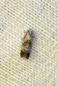 <i>Cochylis hybridella</i>