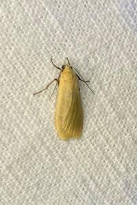<i>Wittia sororcula</i>