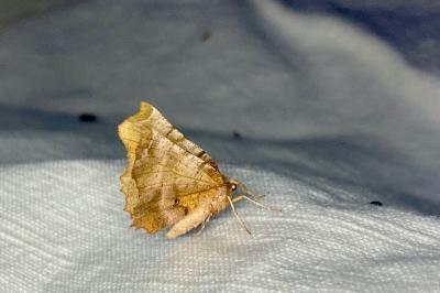 <i>Selenia dentaria</i>