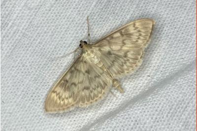 <i>Patania ruralis</i>