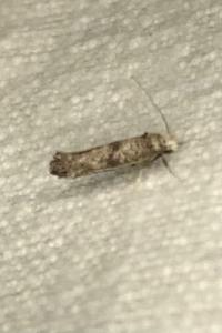 <i>Paraswammerdamia albicapitella</i>