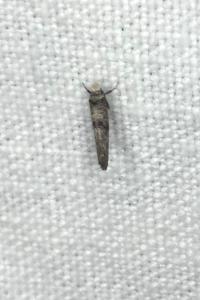 <i>Paraswammerdamia albicapitella</i>