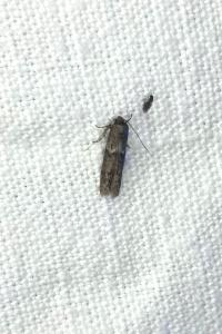 <i>Blastobasis glandulella</i>