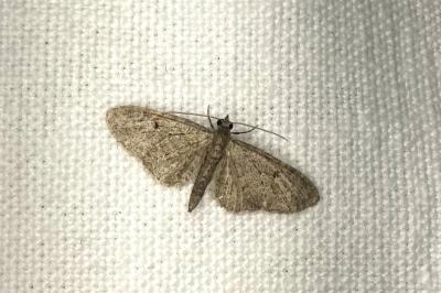 <i>Eupithecia</i>