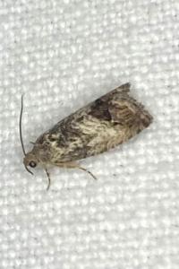 <i>Cydia splendana</i>