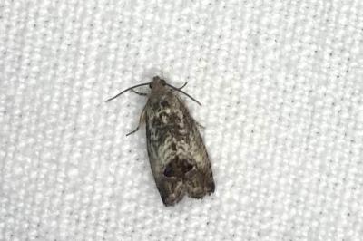 <i>Cydia splendana</i>