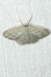 <i>Idaea subsericeata</i>