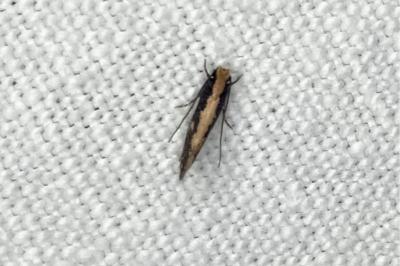 <i>Monopis crocicapitella</i>