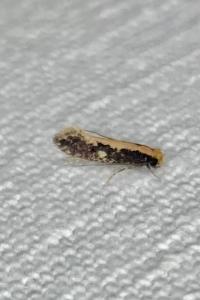 <i>Monopis crocicapitella</i>