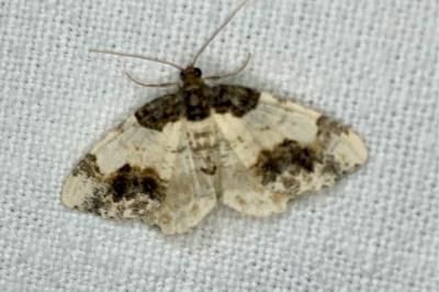 <i>Ligdia adustata</i>