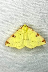 <i>Opisthograptis luteolata</i>