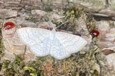<i>Scopula immutata</i>