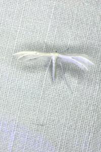 <i>Pterophorus pentadactylus</i>