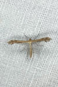 <i>Oxyptilus</i>