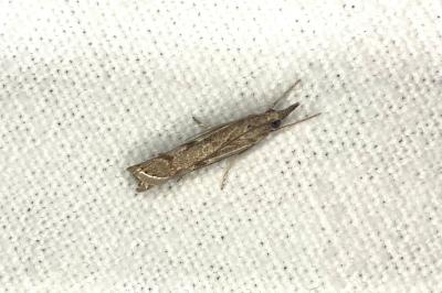 <i>Agriphila geniculea</i>