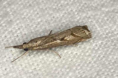 <i>Agriphila geniculea</i>