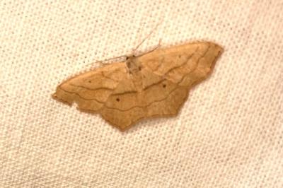 <i>Scopula imitaria</i>