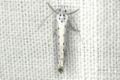<i>Yponomeuta</i>