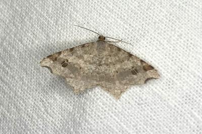 <i>Macaria alternata</i>