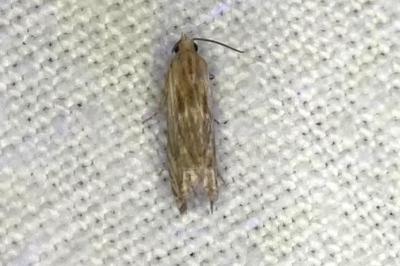 <i>Eucosma</i>