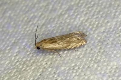 <i>Eucosma</i>