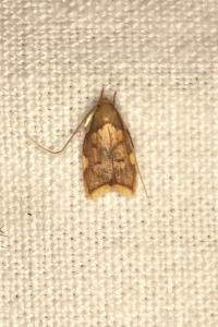 <i>Carcina quercana</i>