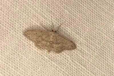 <i>Idaea seriata</i>