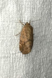 <i>Cosmia affinis</i>