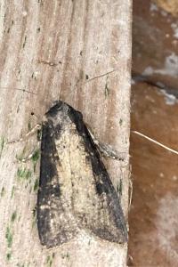 <i>Peridroma saucia</i>