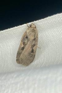 <i>Xestia c-nigrum</i>