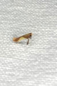 <i>Caloptilia alchimiella/robustella</i>