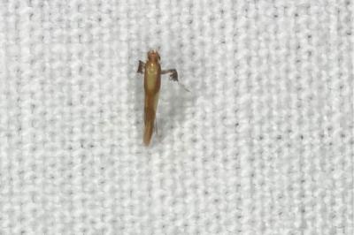 <i>Caloptilia alchimiella/robustella</i>